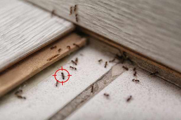 Best Spider Control Near Me  in The Villages, FL